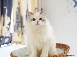 Ragdoll cats TICA Registered seal lynx bicolor boy - Advert 3