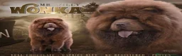 Chow Chow dogs for sale: 🌟QUALITY CHOW CHOW PUPPIES–CHAMPION BLOODLINES🌟 - Advert 16