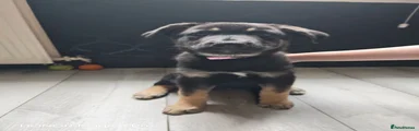 Shepsky 1