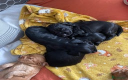 Cocker Spaniel dogs for sale: KC registered Working Cocker Spaniels For Sale - Image 6