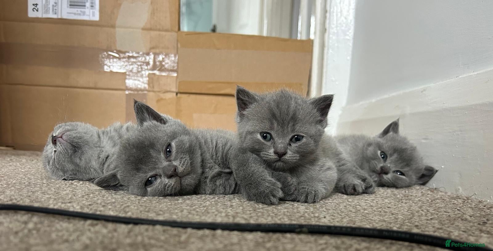 British Shorthair cats Gorgeous British shorthair kittens - Advert 1