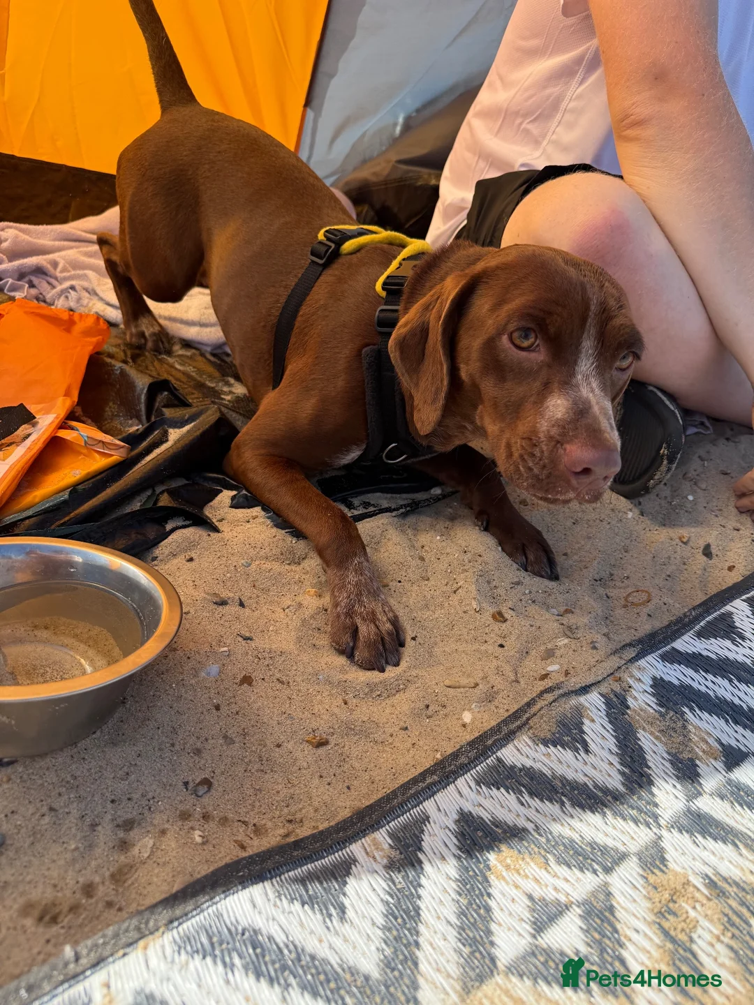 Mixed Breed dogs for sale: Daisy 18 months old in Stockport - Advert 2