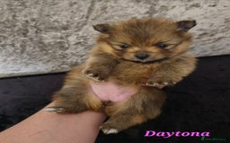 Pomeranian dogs for sale: Beautiful pomeranian pups in Houghton le Spring - Image 11