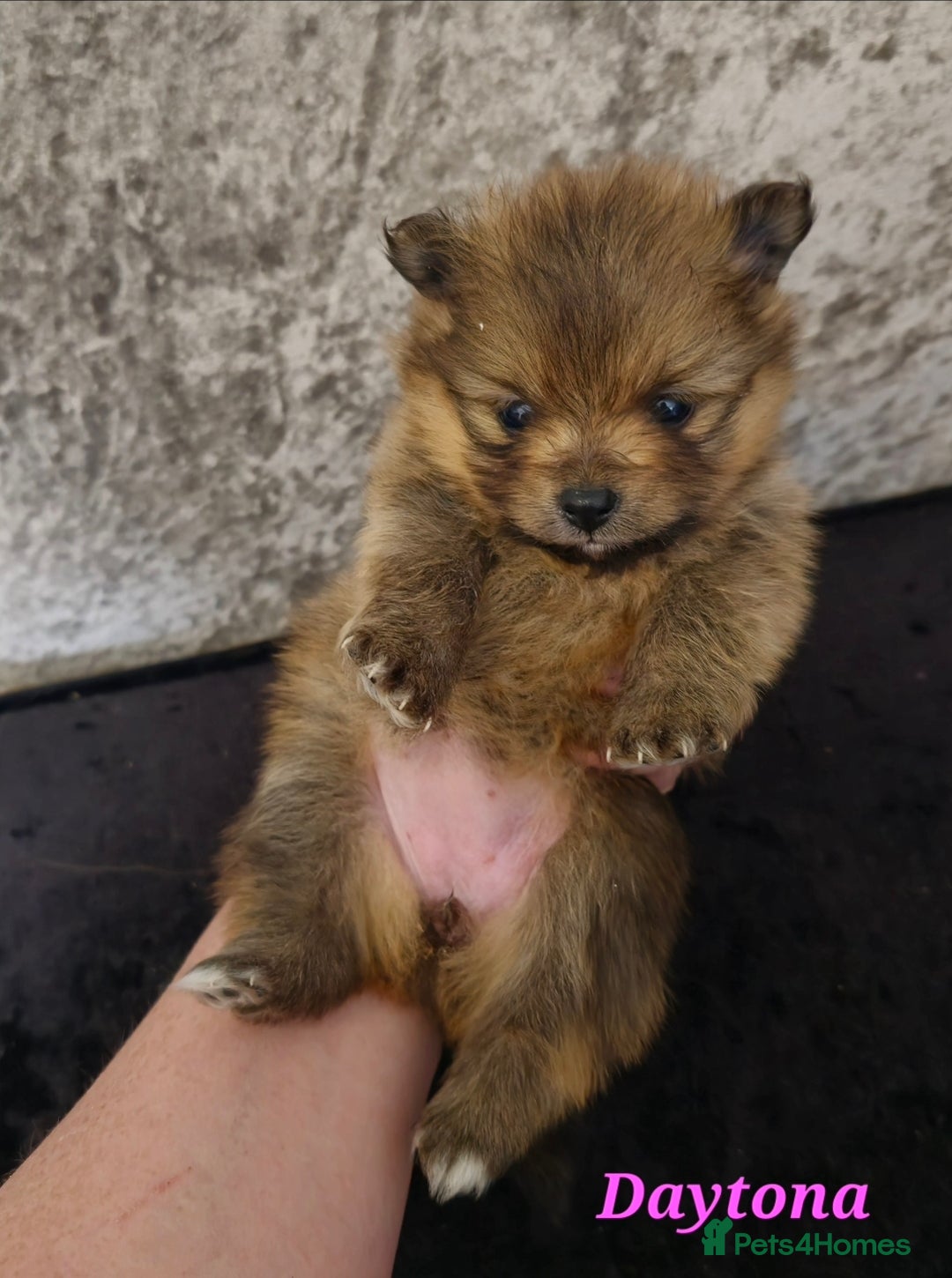 Pomeranian dogs for sale: Beautiful pomeranian pups in Houghton le Spring - Image 11