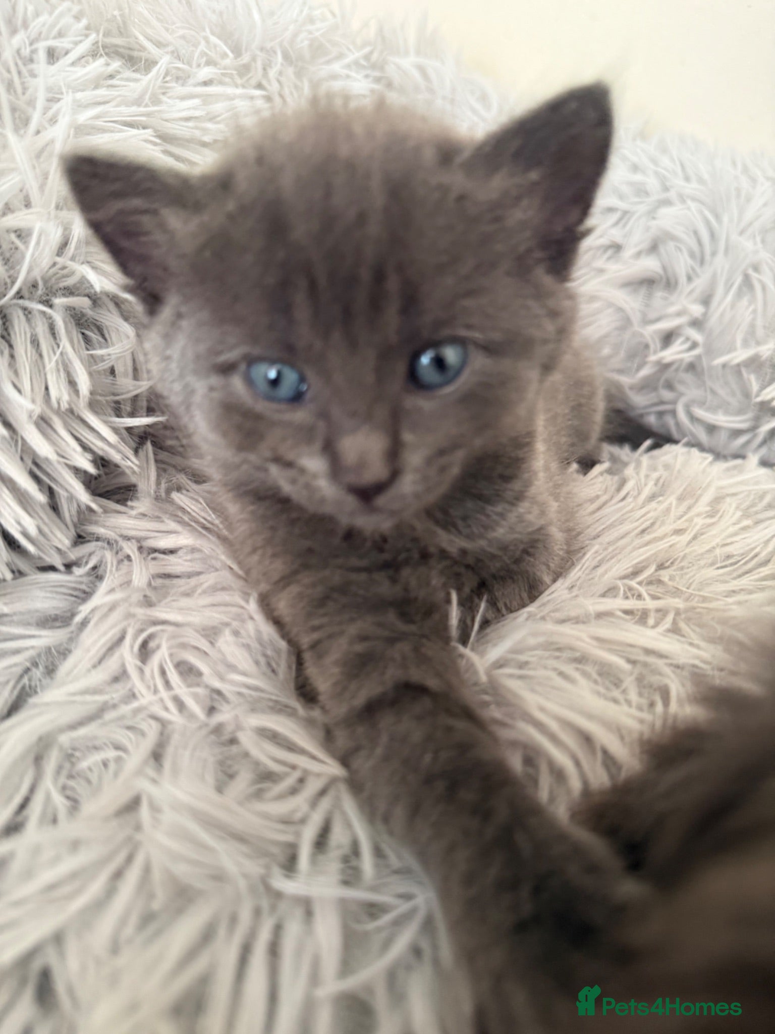 British Shorthair cats Kittens - Advert 8