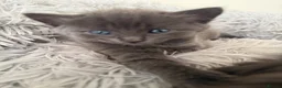 British Shorthair cats for sale: Kittens - Advert 2