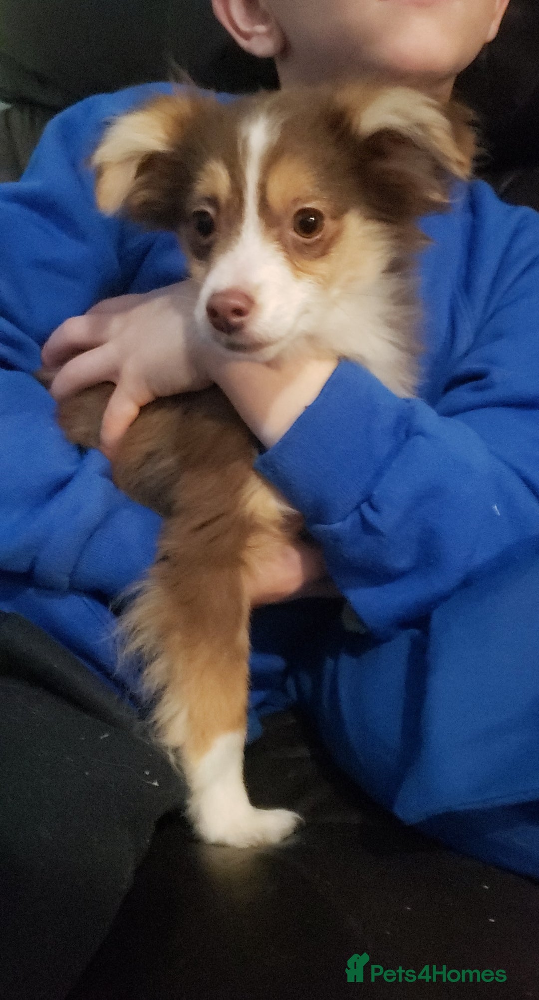 Australian Shepherd dogs for sale: Miniature Australian Shepherds ASDRegistered - Advert 4