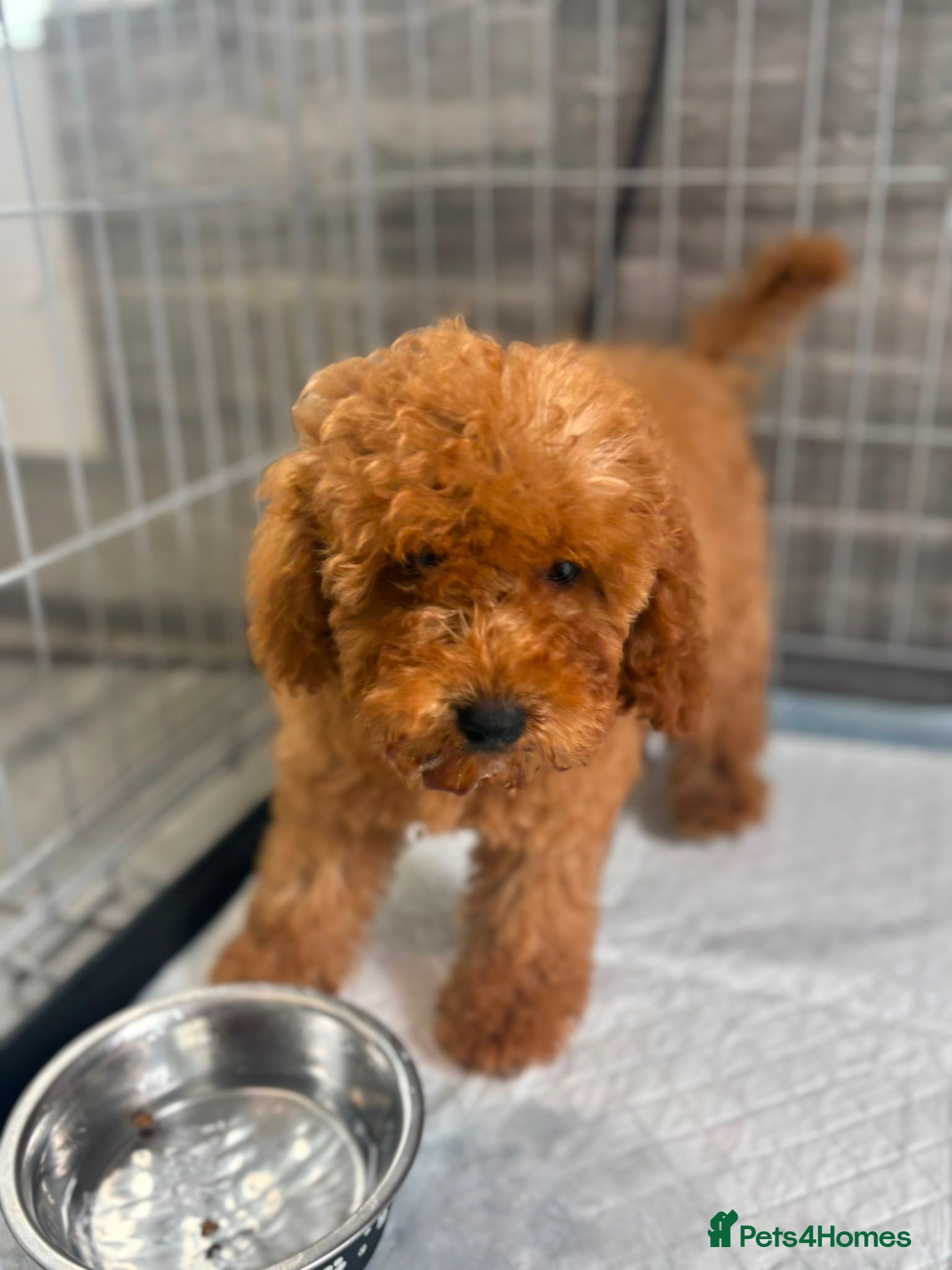 Cockapoo dogs F2 Cockerpoo’s - Advert 2