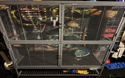 Sugar Glider rodents for sale: Twin sugar gliders - Image 4