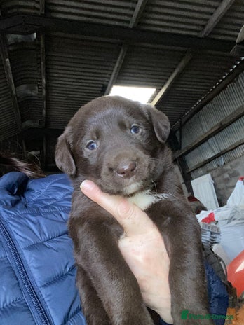 Mixed Breed dogs - Advert 4