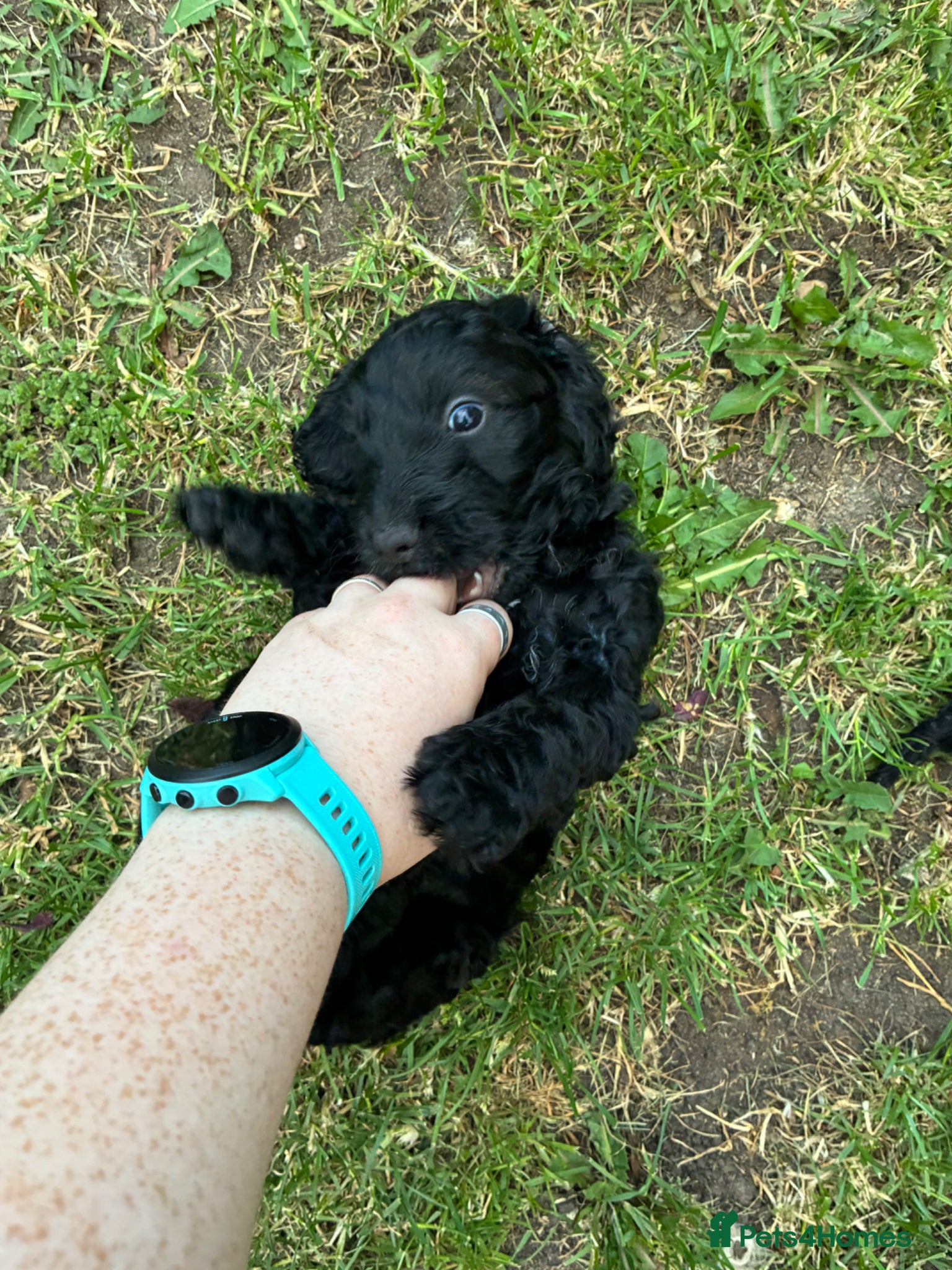 Cockapoo dogs Cutest cockapoos ever! - Advert 2