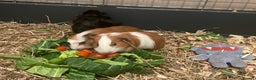 Guinea Pig rodents for sale: Baby Guinea Pigs - all male  - Advert 7