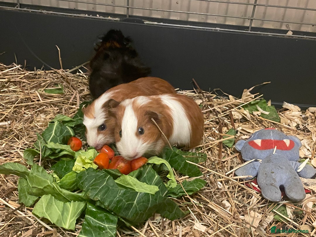 Guinea Pig rodents for sale: Baby Guinea Pigs - all male  - Advert 7