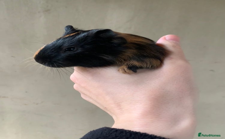 Guinea Pig rodents Baby Guinea Pigs - 1 Boar available  - Advert 12