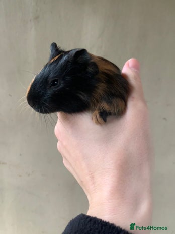Guinea Pig rodents Baby Guinea Pigs - 1 Boar available - Advert 6