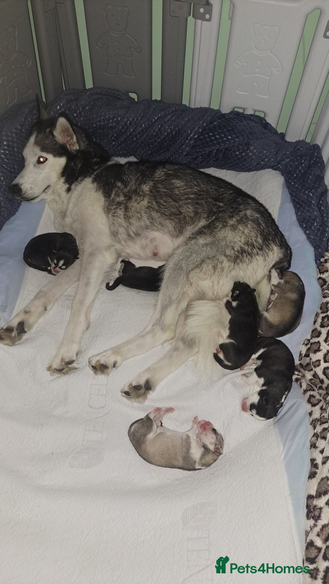 Siberian Husky dogs for sale: Six gorgeous husky pups - Image 2