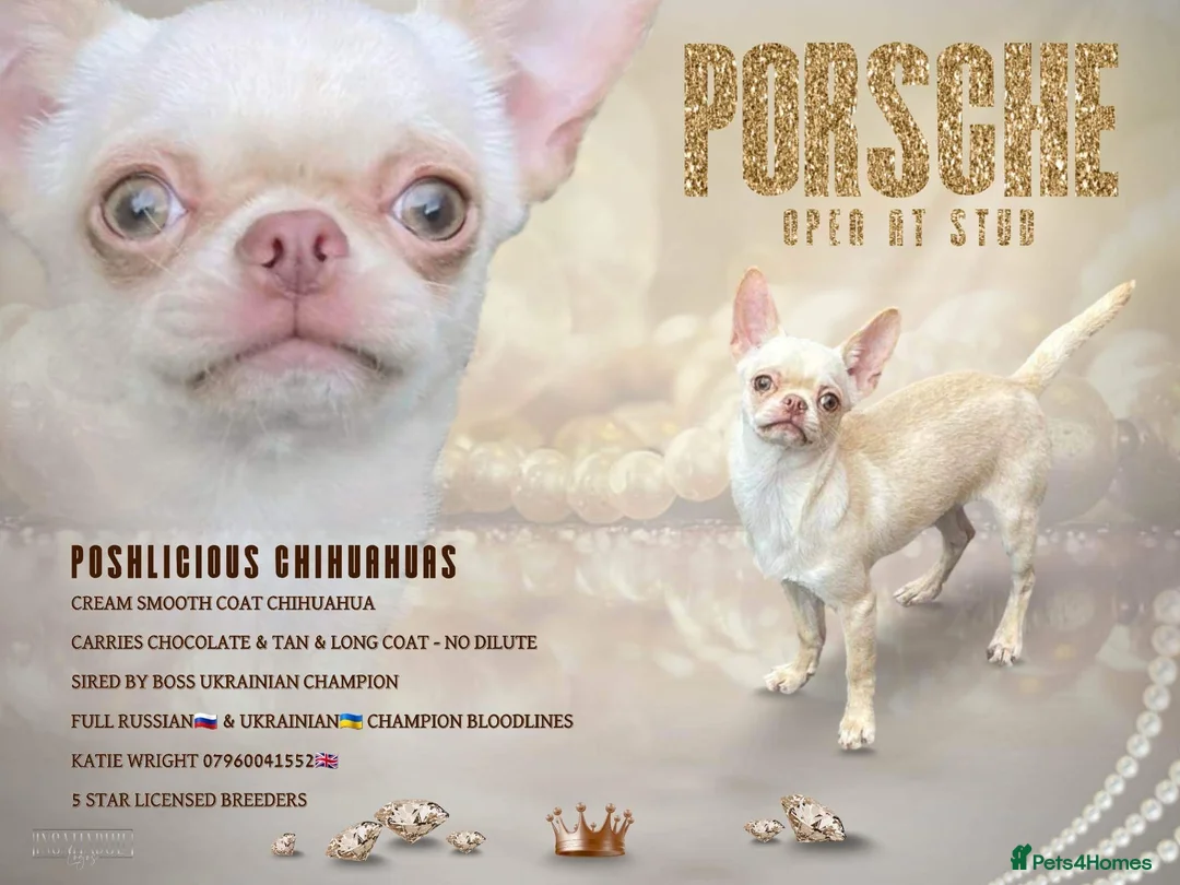 Chihuahua dogs for stud: STUNNING CREAM SMOOTH COAT CHIHUAHUA OPEN AT STUD in Grays - Advert 1