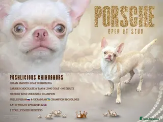 Chihuahua dogs STUNNING CREAM SMOOTH COAT CHIHUAHUA OPEN AT STUD in Grays - Advert 5