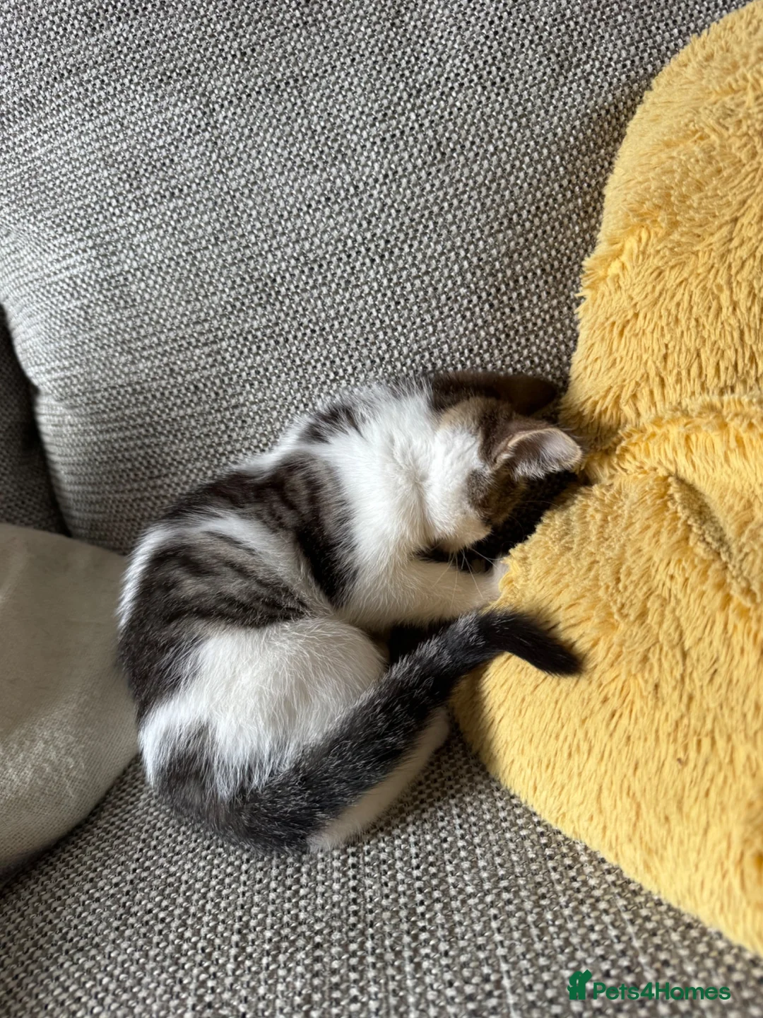 Mixed Breed cats for sale: 4 beautiful Tabby kittens  - Advert 2