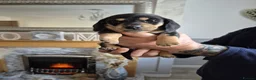 Dachshund dogs for sale: Dashaund puppies - Advert 6