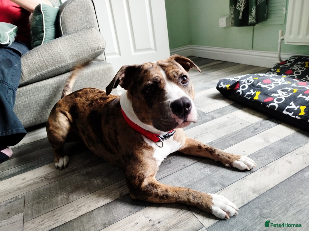 Mixed Breed dogs for sale: Staffordshire bull terrier  - Image 2