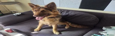 Liver and Tan