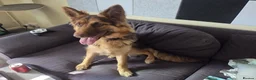 German Shepherd dogs for sale: KC registered Liver and Tan Girl - Advert 2