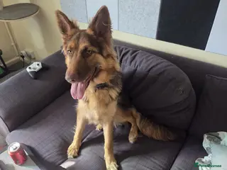 German Shepherd dogs KC registered Liver and Tan Girl - Advert 2