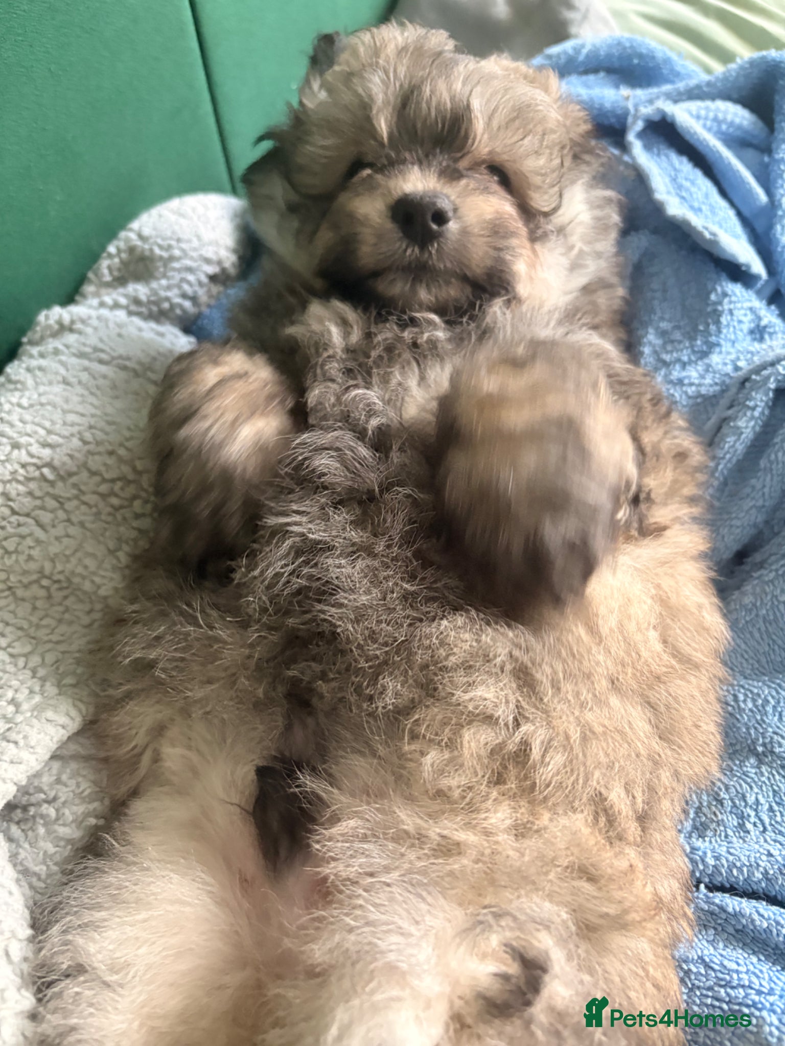 Mixed Breed dogs Pomapoo fluffy boy  - Advert 1