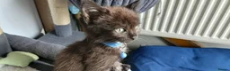 Mixed Breed cats for sale: 6 kitties looking for new forever homes - Advert 4