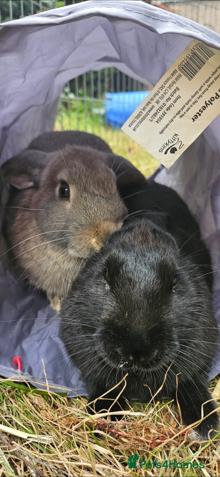 Mixed Breed rabbits for sale: 2 Bonded Rabbits to be re homed.  - Advert 1