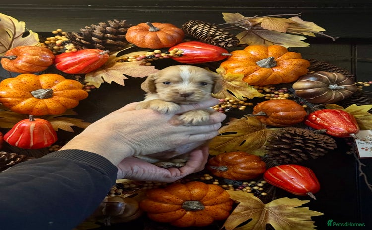 Cocker Spaniel dogs - Advert 11