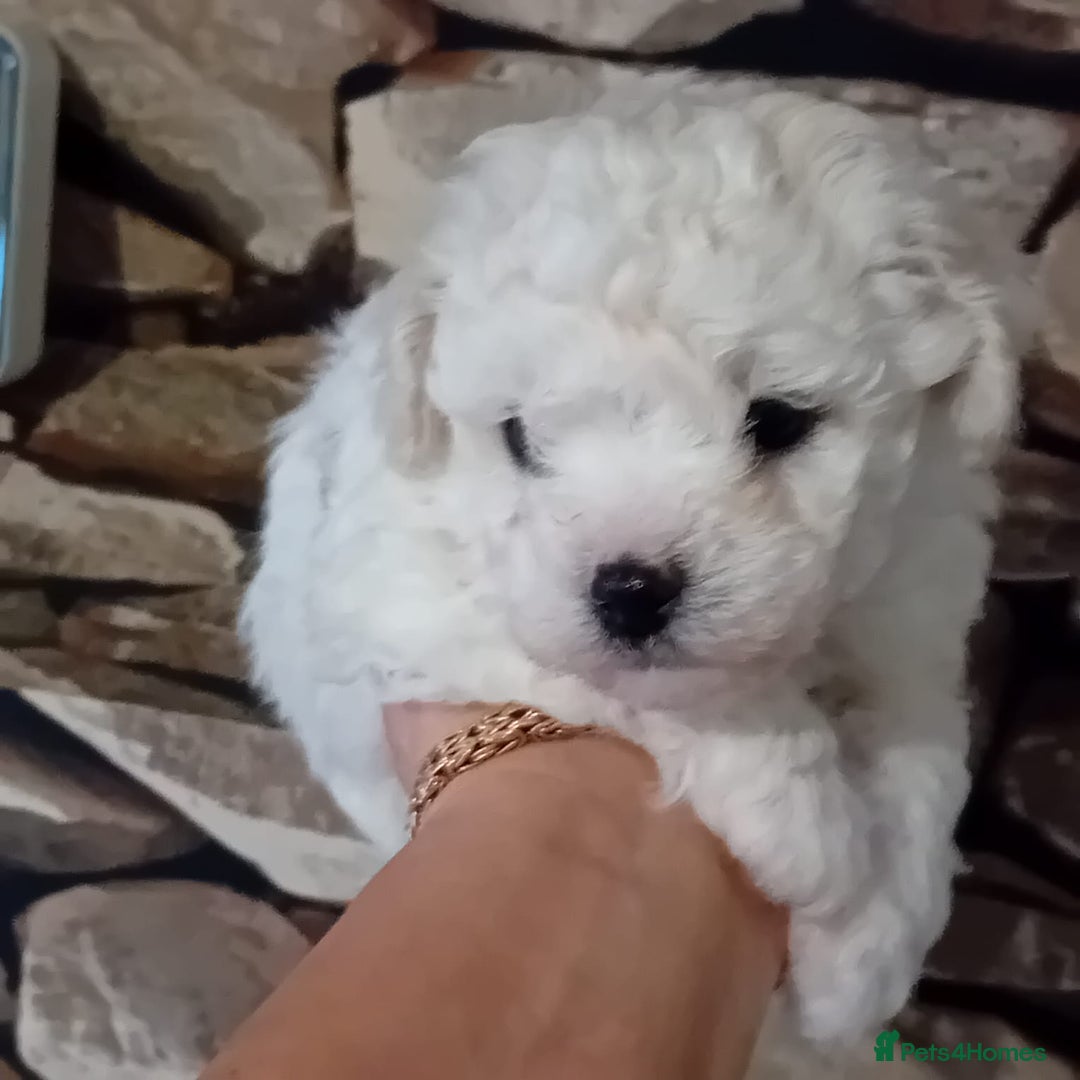 Bichon Frise dogs for sale: Bichon Frise 4 boys ( only 1 boy left ) - Advert 5