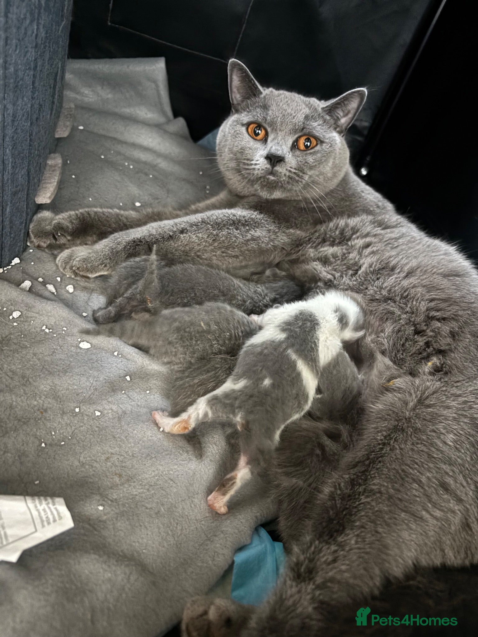 British Shorthair cats Beautiful British Shorthair Kittens  - Advert 1