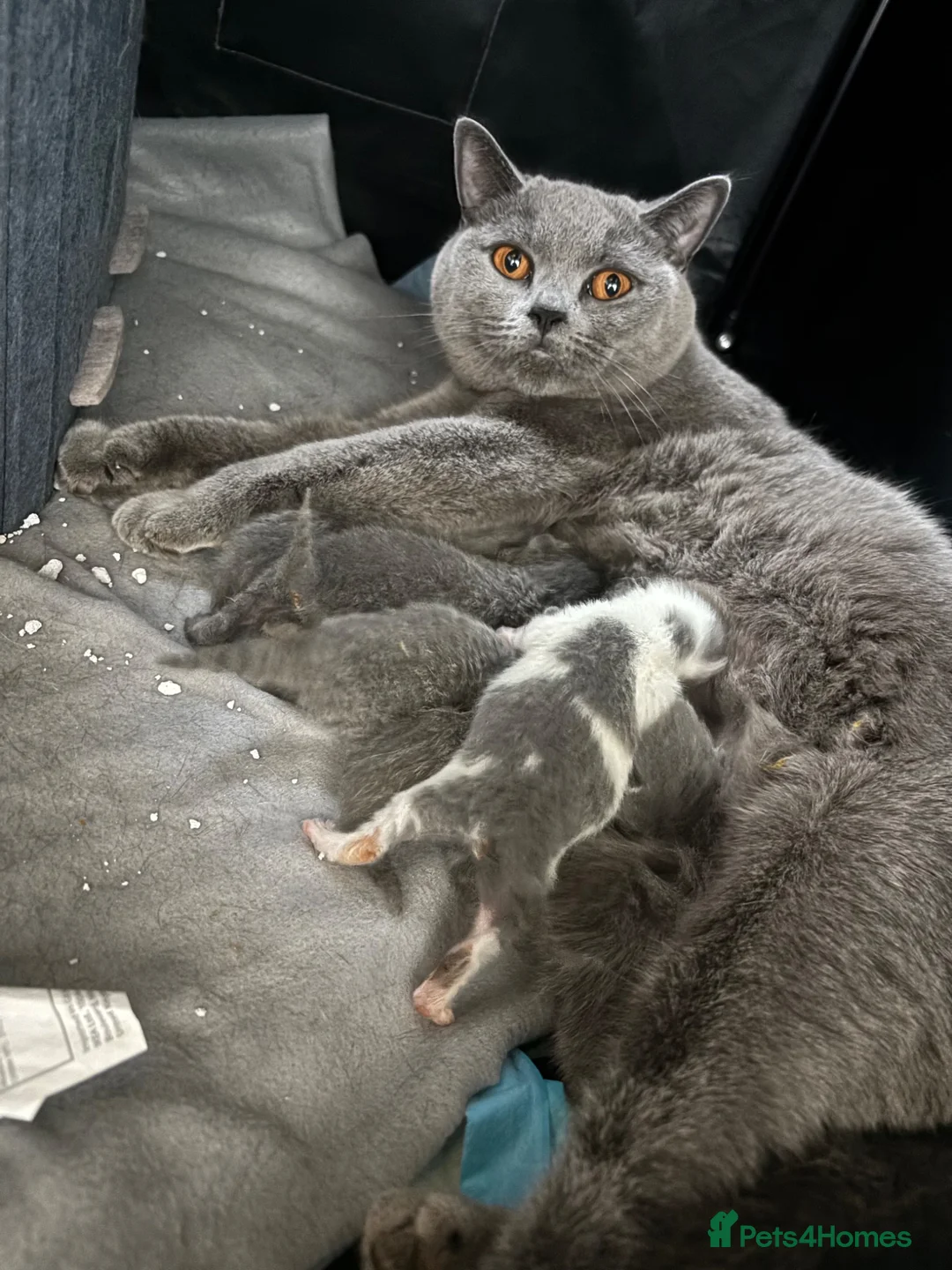 British Shorthair cats for sale: Beautiful British Shorthair Kittens  in Burton-on-Trent - Advert 1