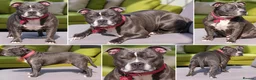 Staffordshire Bull Terrier dogs for sale: Beautiful Neutered Staffy Misty – Loving Home - Advert 2