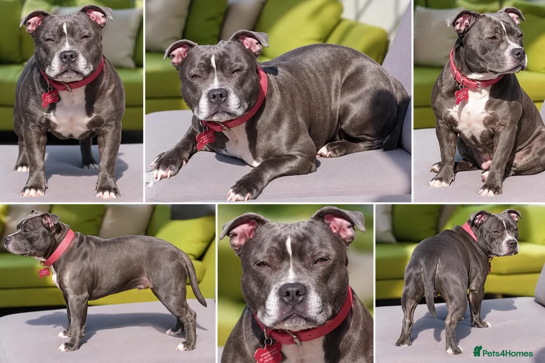 Staffordshire Bull Terrier dogs for sale: Beautiful Neutered Staffy Misty – Loving Home - Advert 2