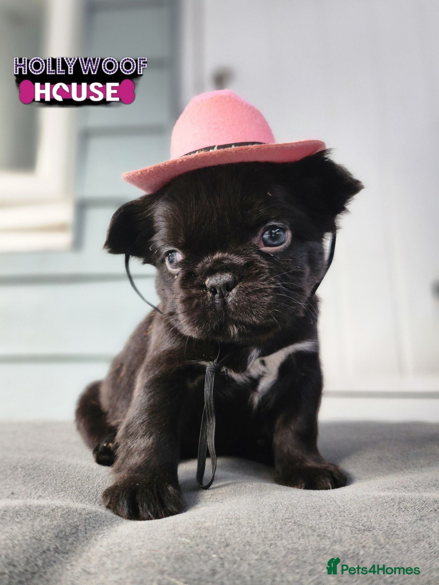 French Bulldog dogs Beautiful Rare Fluffy French Bulldogs  - Advert 5