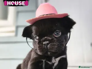 French Bulldog dogs Beautiful Rare Fluffy French Bulldogs - Advert 6