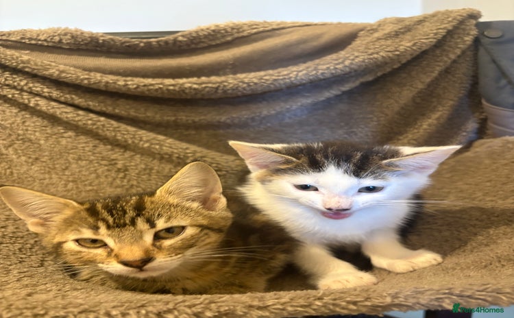 Domestic Shorthair cats - Advert 4
