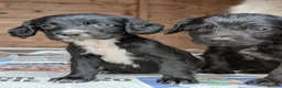Sprocker dogs for sale: Black Sprocker Pups - Advert 10
