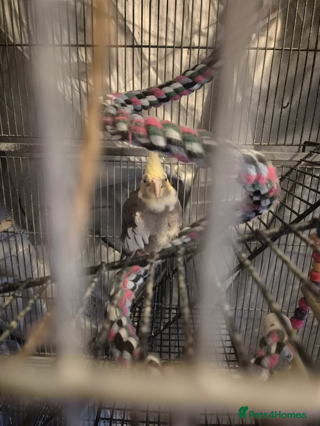 Cockatiels birds for sale: Talking Male Cockatiel + Companion & Full Setup - Advert 3