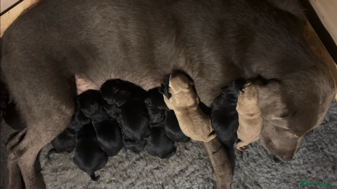 Labrador Retriever dogs for sale: Labrador puppies - Advert 7