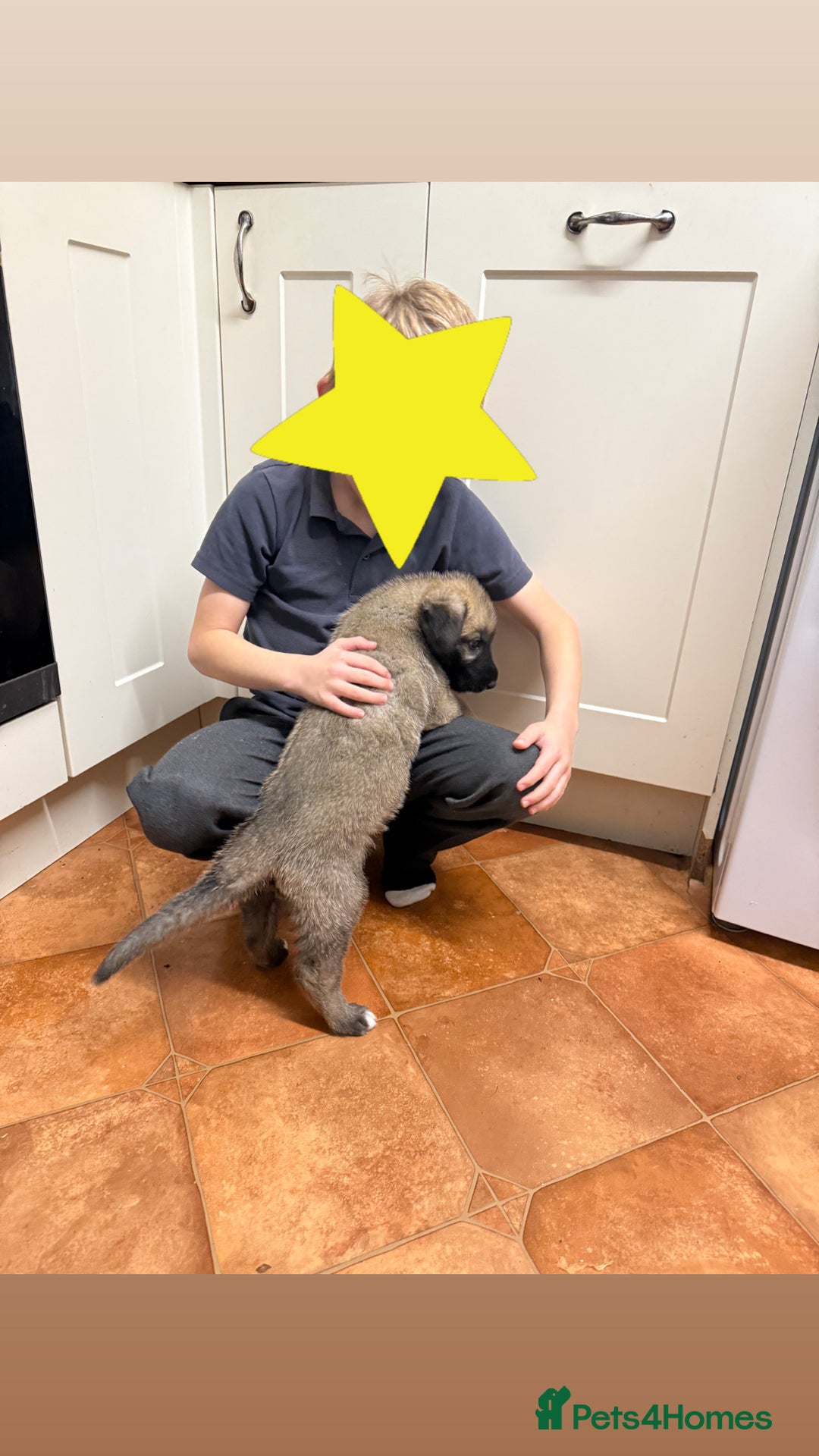 Irish Wolfhound dogs for sale: Bred From Extensively Health Tested Parents - Advert 4