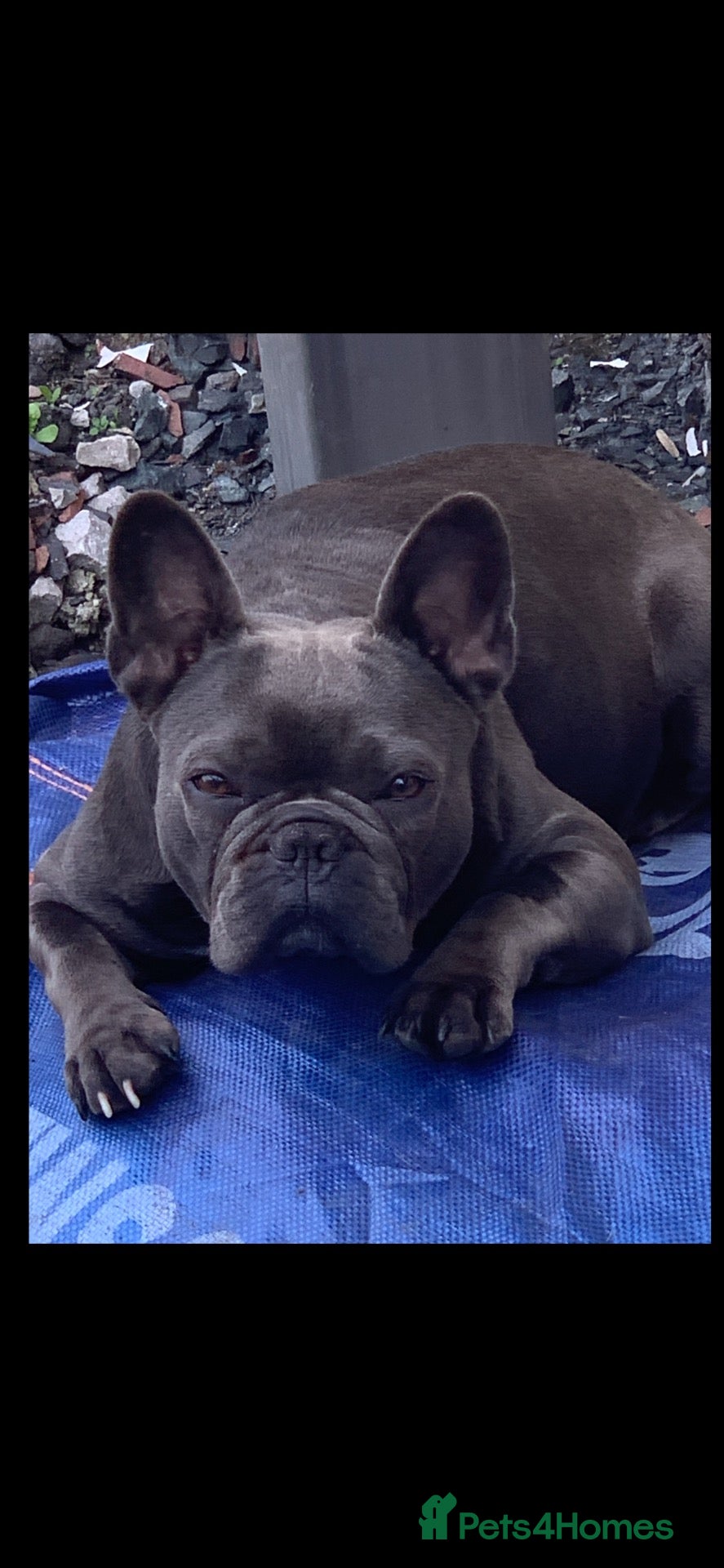 French Bulldog dogs for sale: QUALITY KC FRENCH BULLDOG PUPPIES  - Advert 2