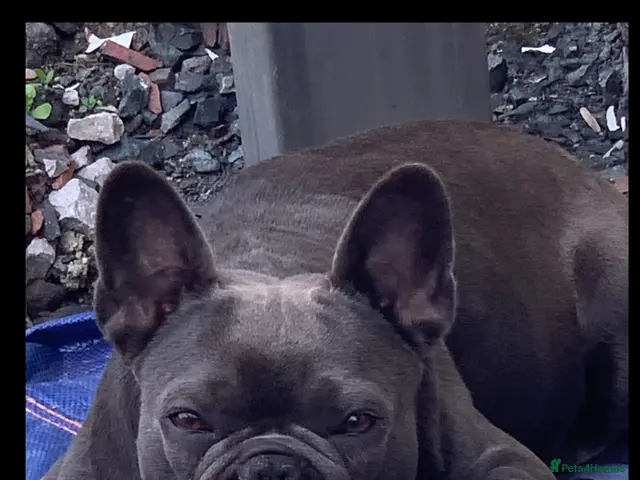 French Bulldog dogs for sale: QUALITY KC FRENCH BULLDOG PUPPIES - Advert 2