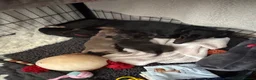 Miniature Dachshund dogs for sale: Kc registered Miniature dachshunds  - Advert 9
