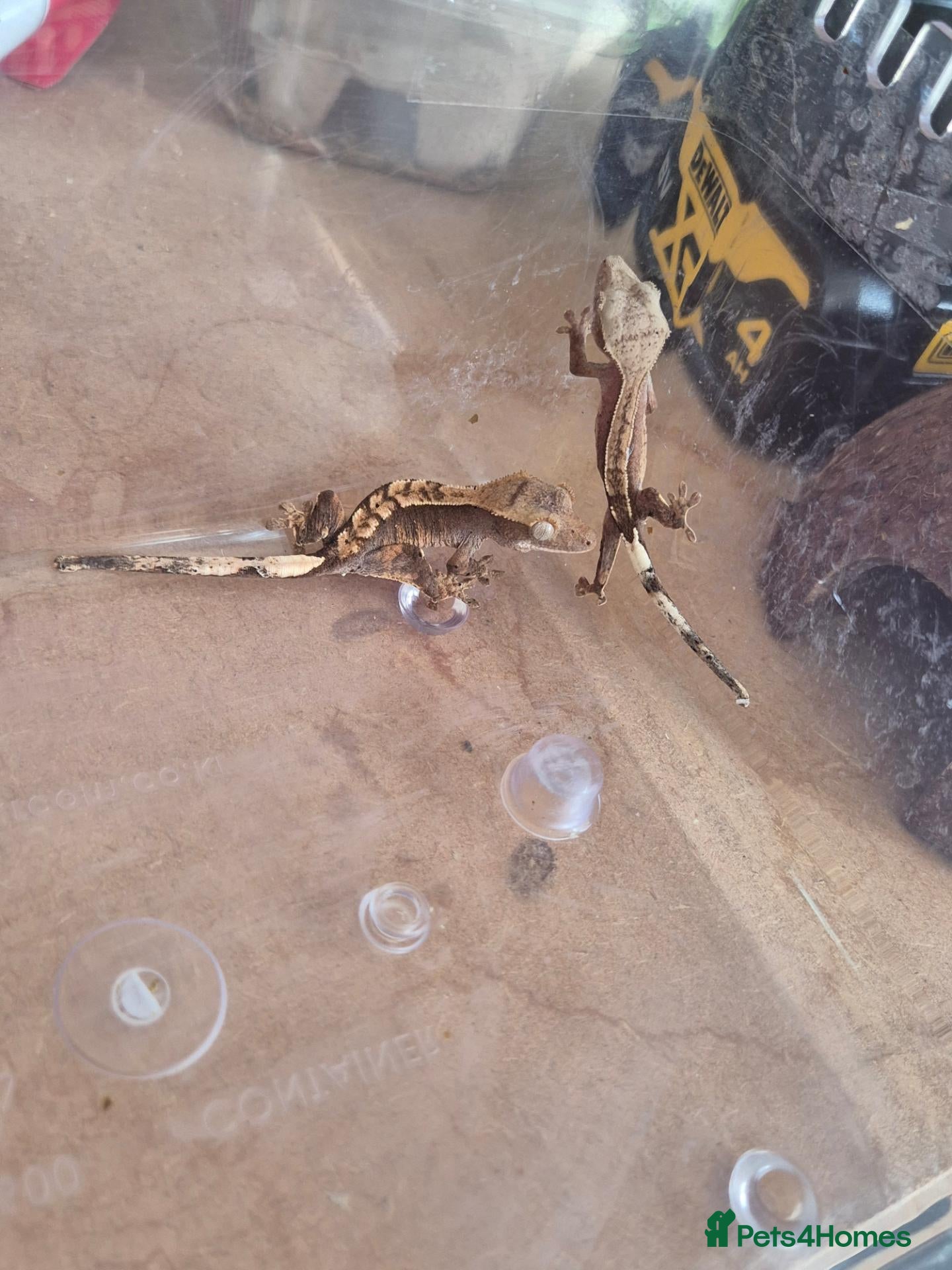 Gecko reptiles for sale: Crested Gecko babies - Advert 2