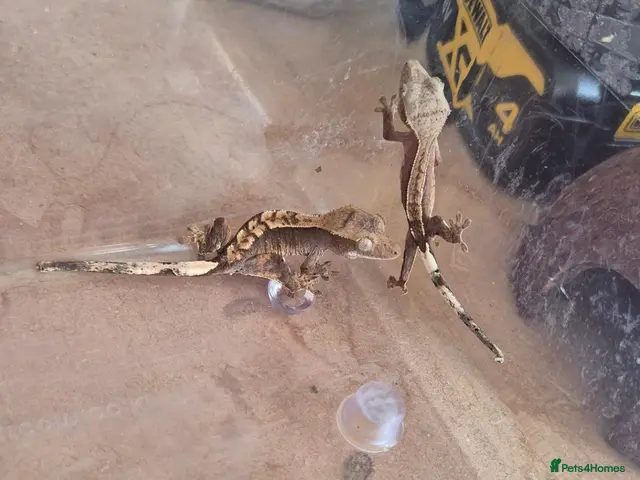 Gecko reptiles for sale: Crested Gecko babies - Advert 2