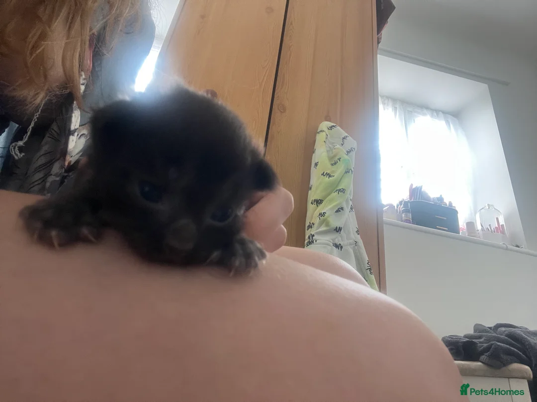 Maine Coon cats for sale: 4 beautiful maincoon mix tab kittens  - Advert 12